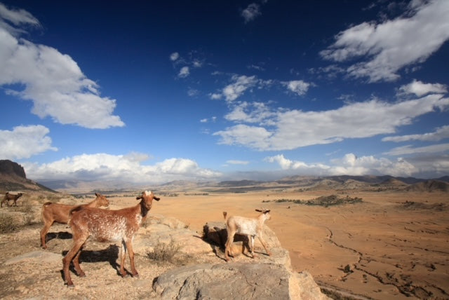 写真集『ERITREA』 楠哲也